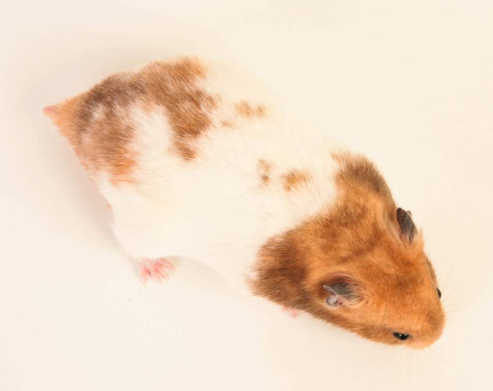 Golden hamster Breeder Mesocricetus auratus 