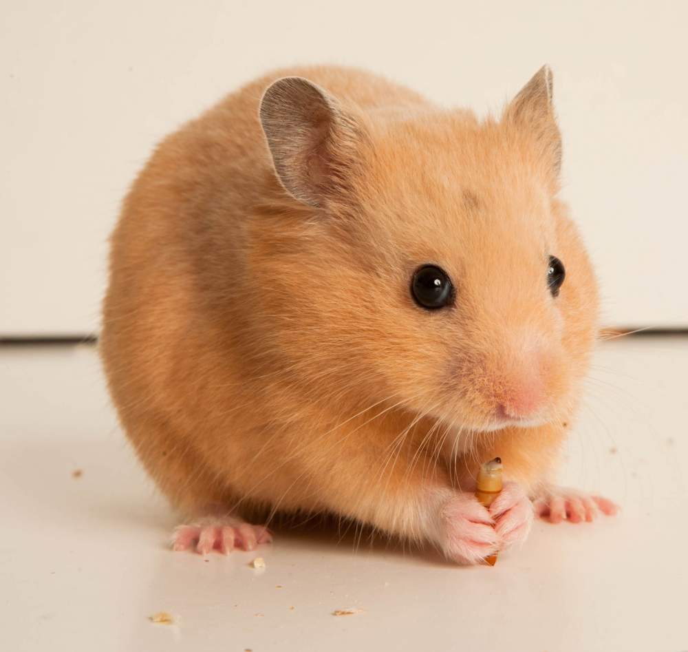 Golden hamster Breeder Mesocricetus auratus 