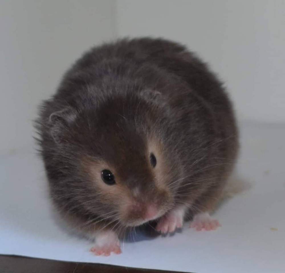 Golden hamster Owned by other Mesocricetus auratus 