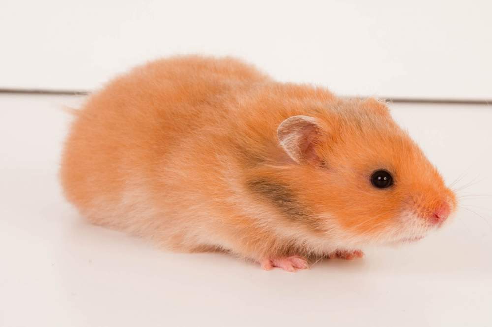 Golden hamster Retired Mesocricetus auratus Hungary, Budapest