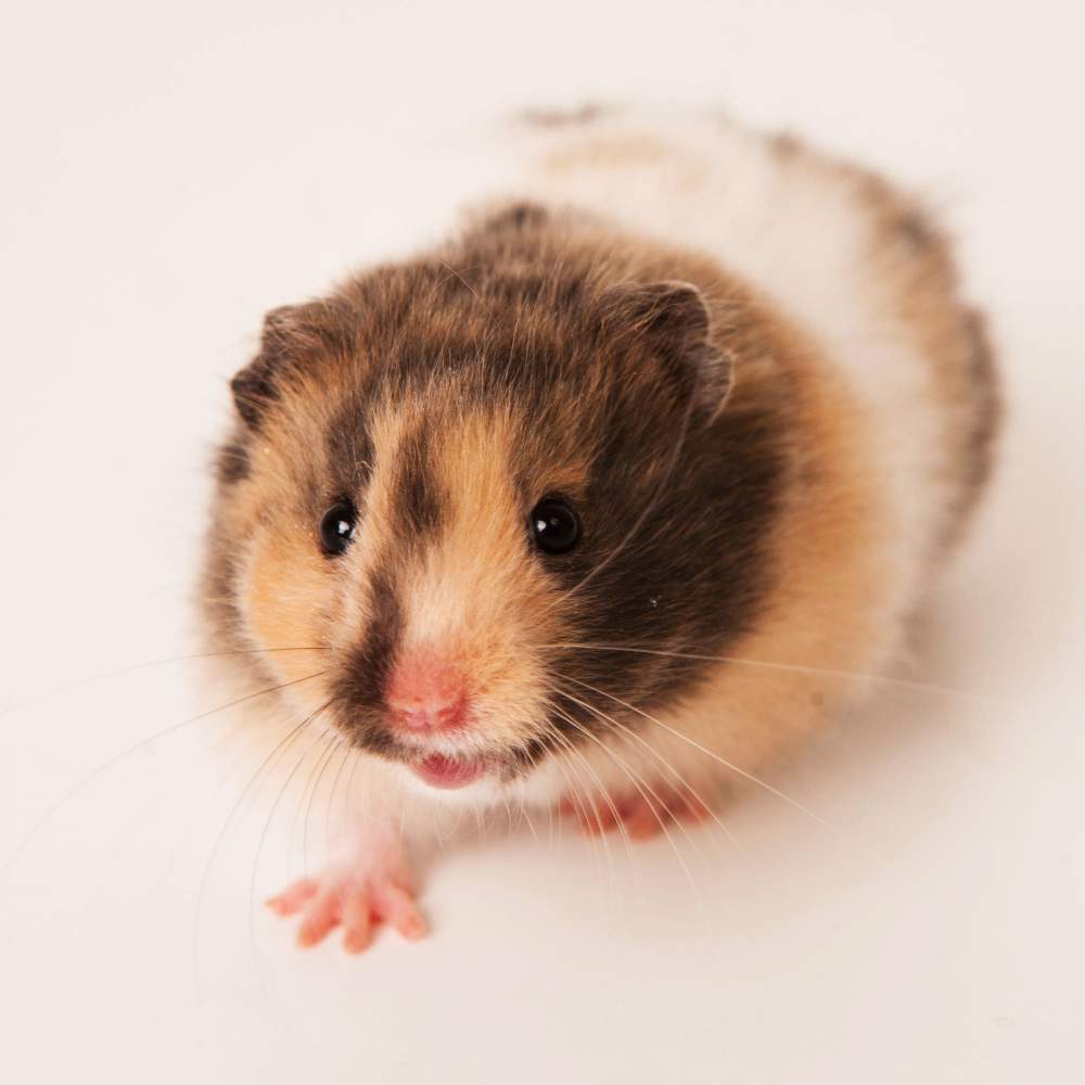 Golden hamster Deceased Mesocricetus auratus 