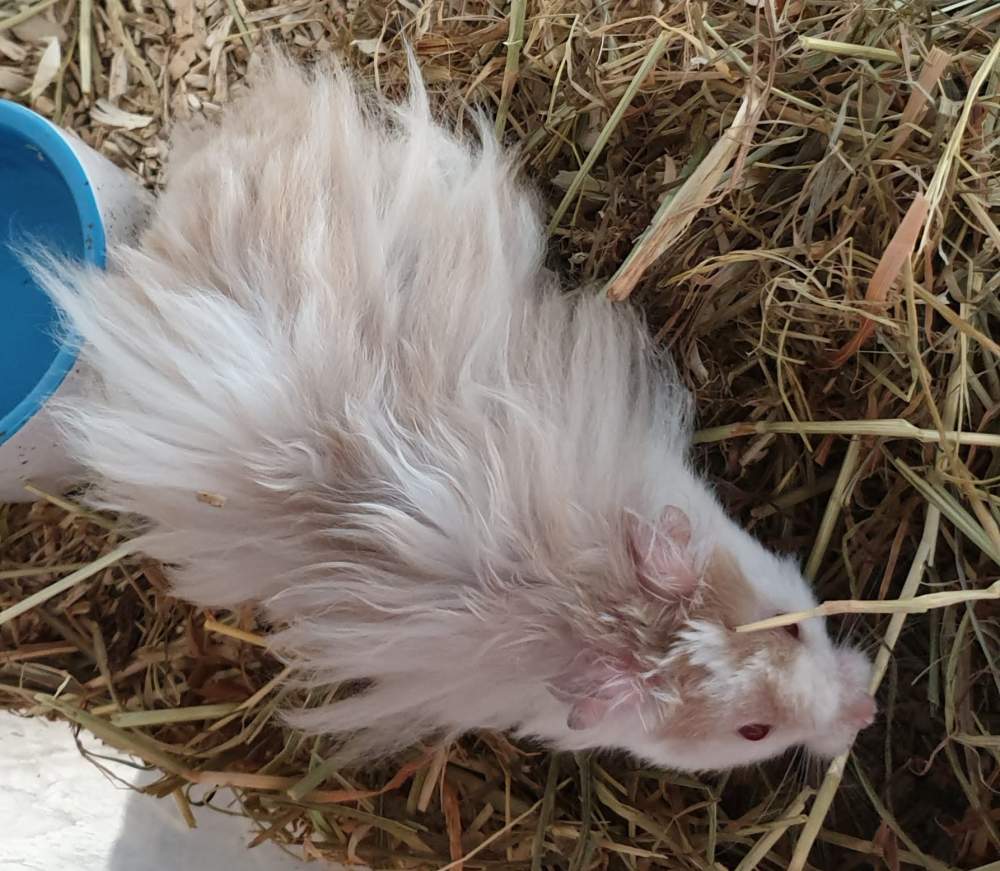 Golden hamster Owned by other Mesocricetus auratus 