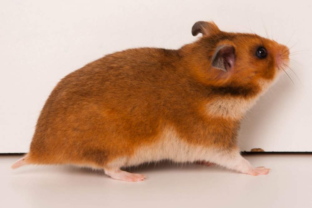 Golden hamster Deceased Mesocricetus auratus 