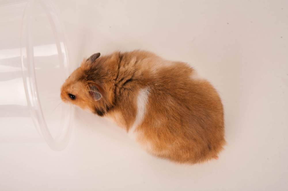 Golden hamster Breeder Mesocricetus auratus 