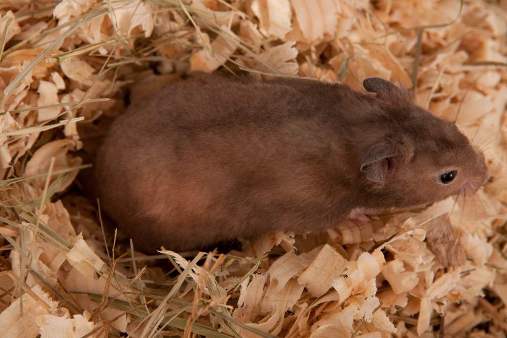 Golden hamster Breeder Mesocricetus auratus 