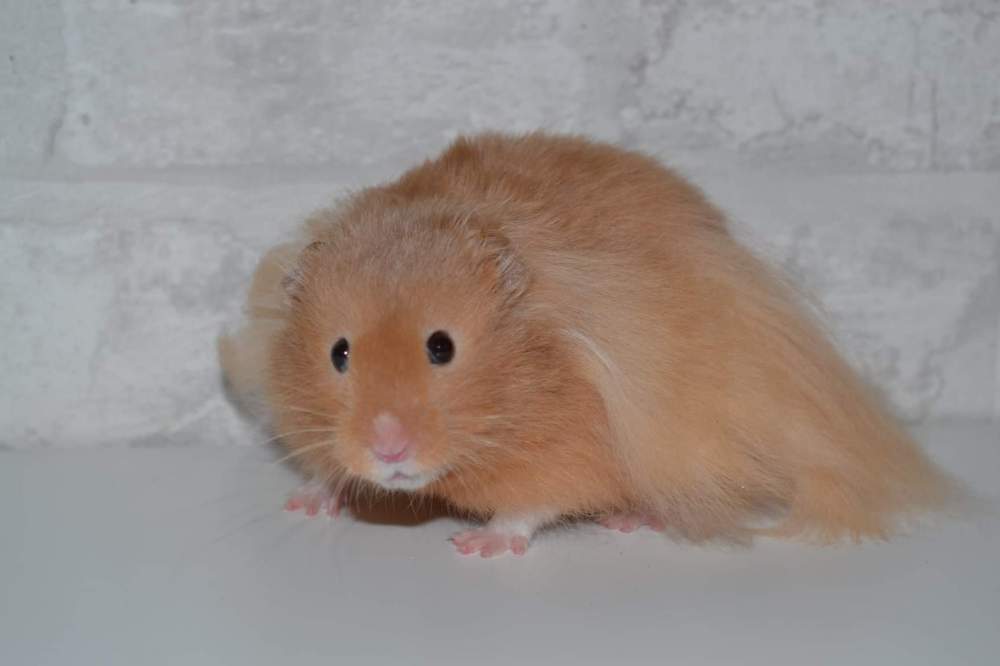Golden hamster Owned by other Mesocricetus auratus 