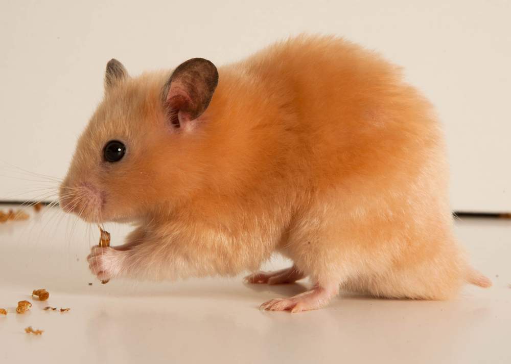 Golden hamster Deceased Mesocricetus auratus Hungary, Budapest