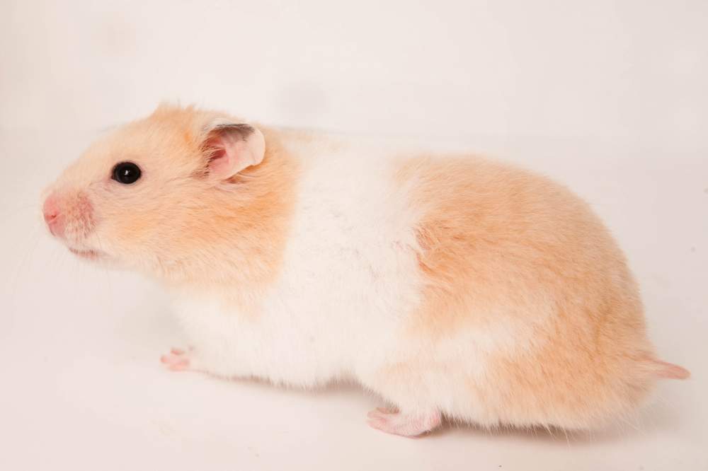 Golden hamster Deceased Mesocricetus auratus Hungary, Budapest