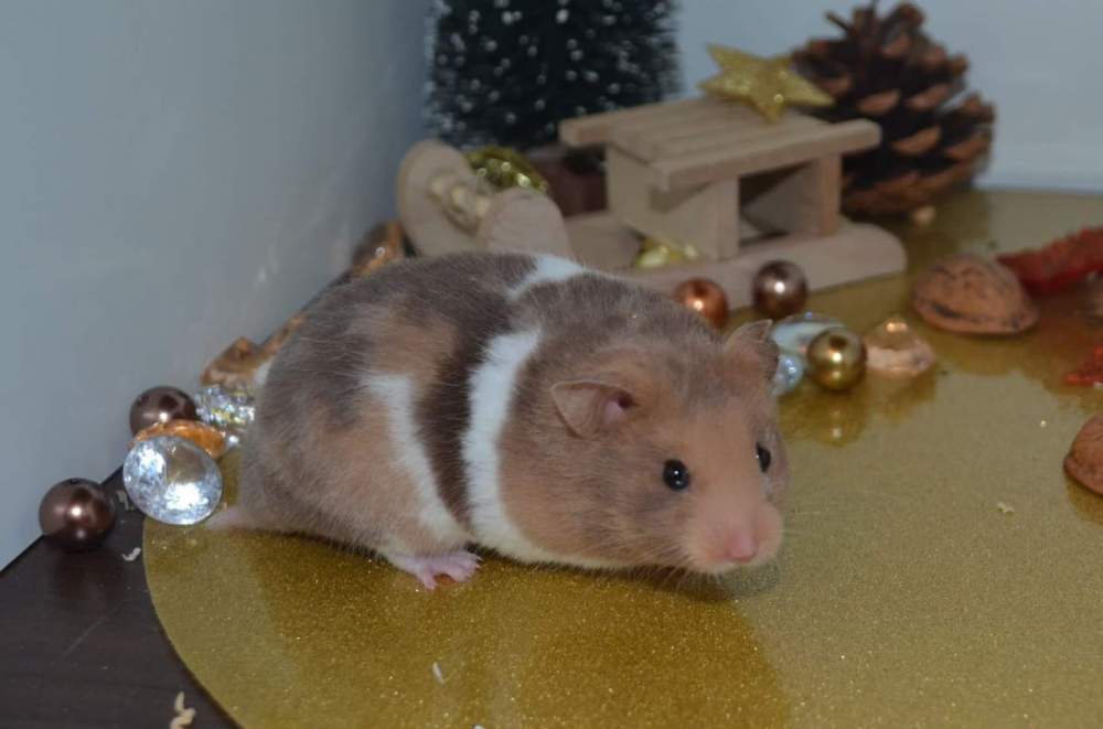 Golden hamster Owned by other Mesocricetus auratus 