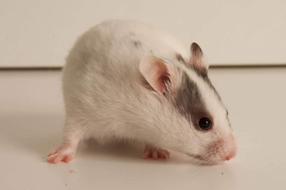 Golden hamster Breeder Mesocricetus auratus Hungary, Budapest