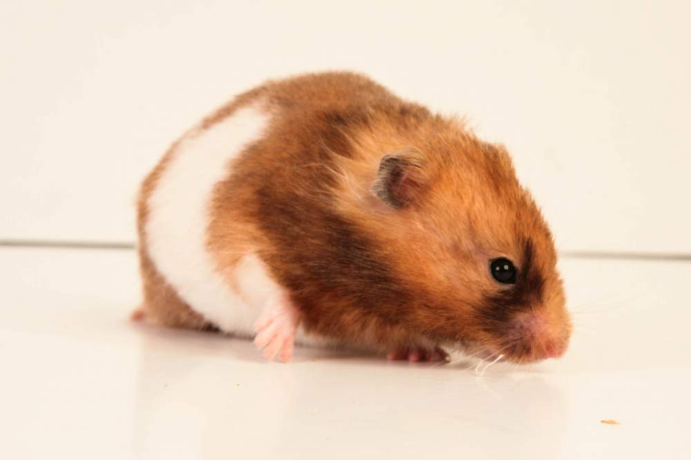 Golden hamster Deceased Mesocricetus auratus 