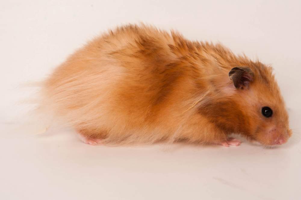 Golden hamster Breeder Mesocricetus auratus Hungary, Budapest