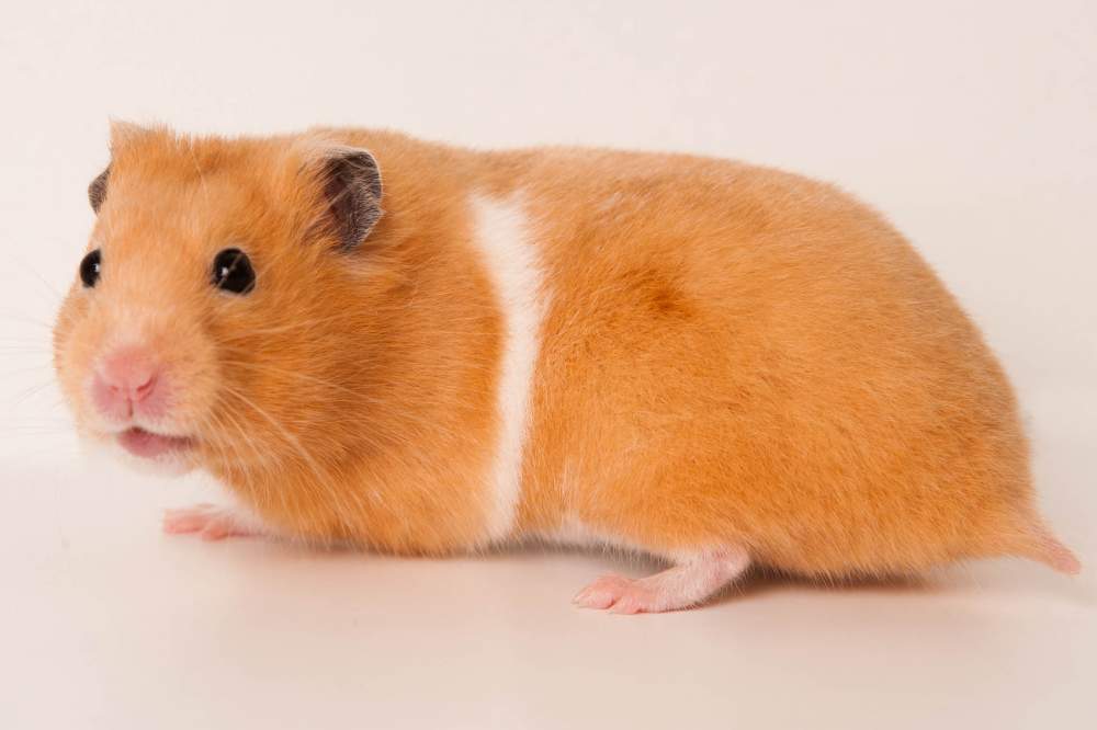 Golden hamster Breeder Mesocricetus auratus 