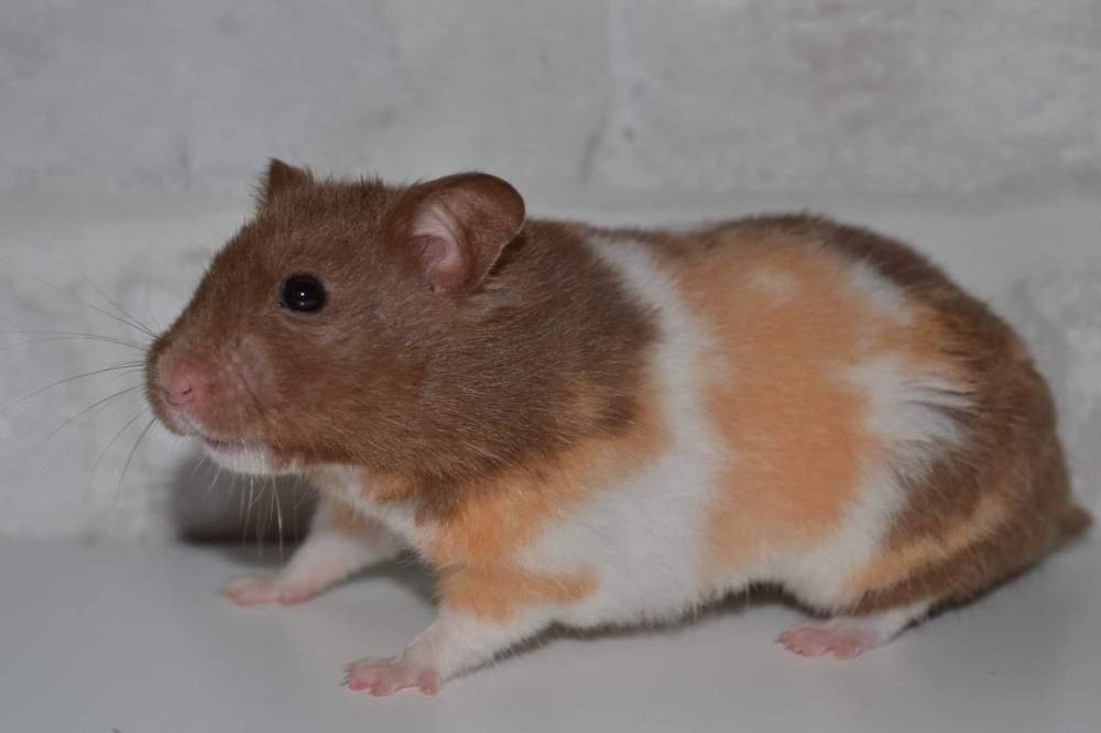 Golden hamster Owned by other Mesocricetus auratus 