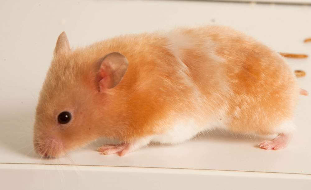 Golden hamster Breeder Mesocricetus auratus Hungary, Budapest