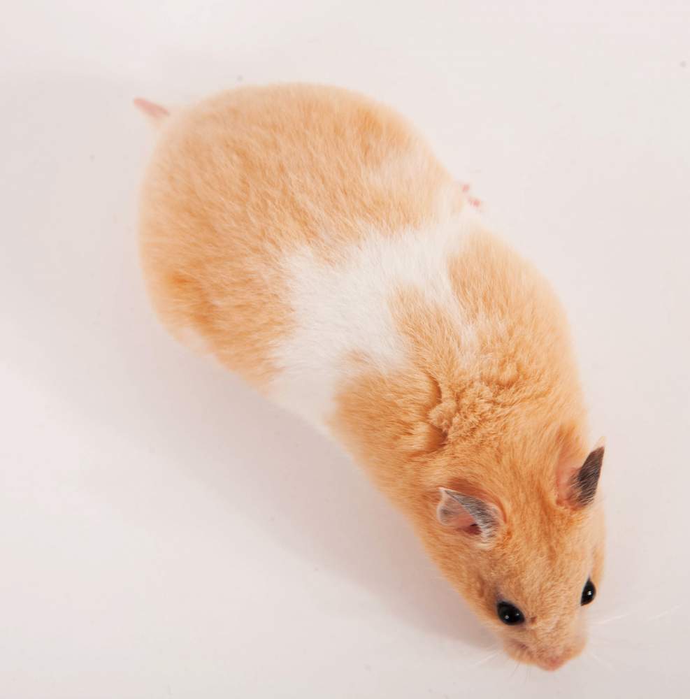 Golden hamster Breeder Mesocricetus auratus 