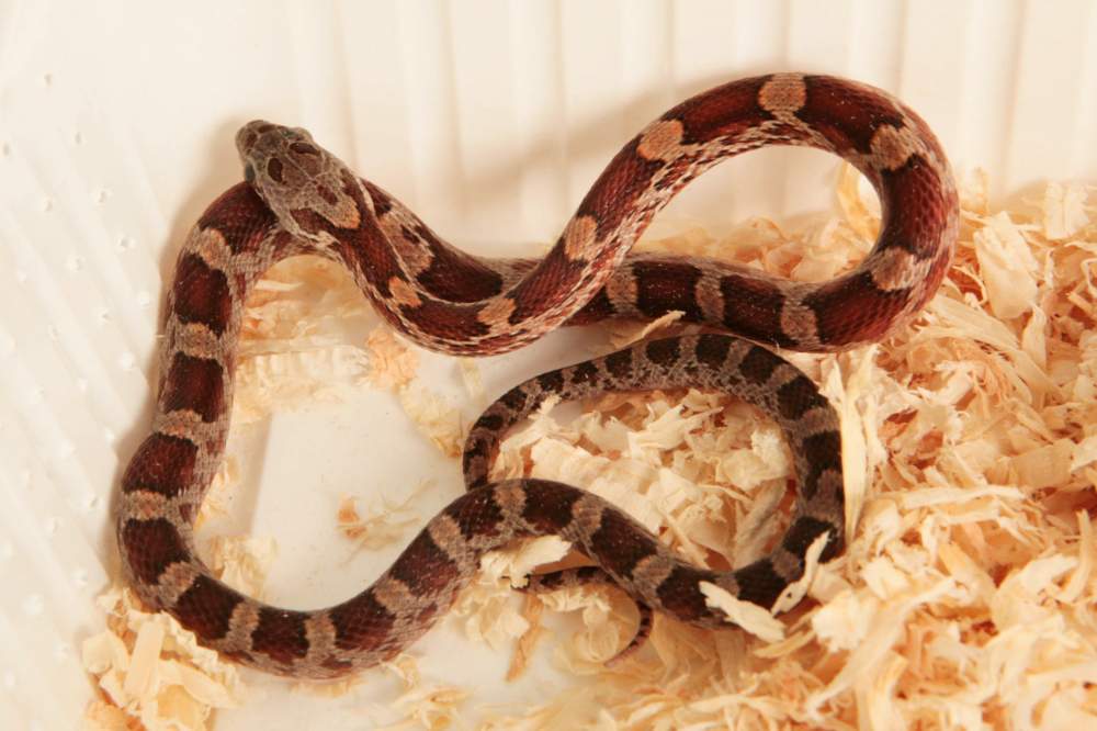 Corn Snake Pantherophis Guttatus Rehomed Hungary Budapest 438