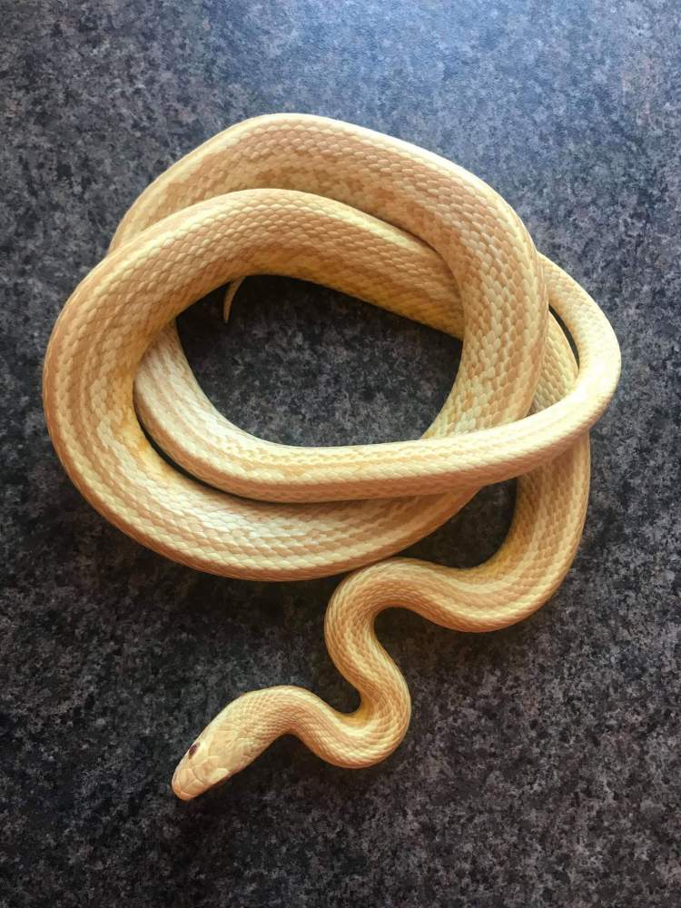 Corn snake Owned by other Pantherophis guttatus 