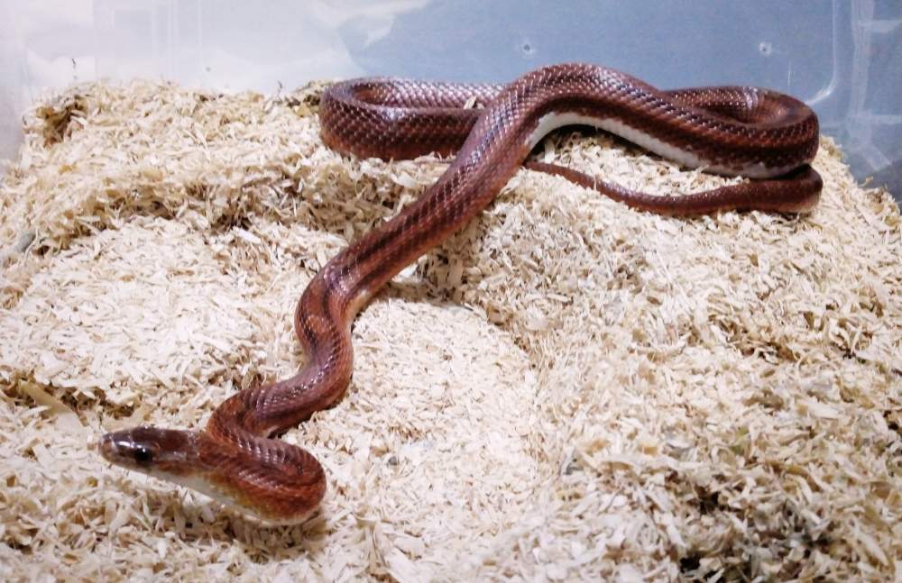 Corn snake (Pantherophis guttatus) Owned by other Pantherophis guttatus 