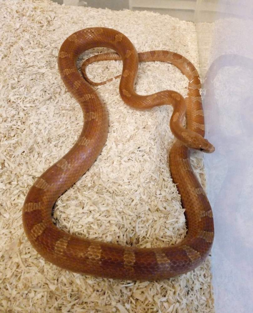 Corn snake (Pantherophis guttatus) Owned by other Pantherophis guttatus 