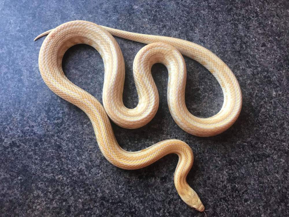 Corn snake (Pantherophis guttatus) Owned by other Pantherophis guttatus 