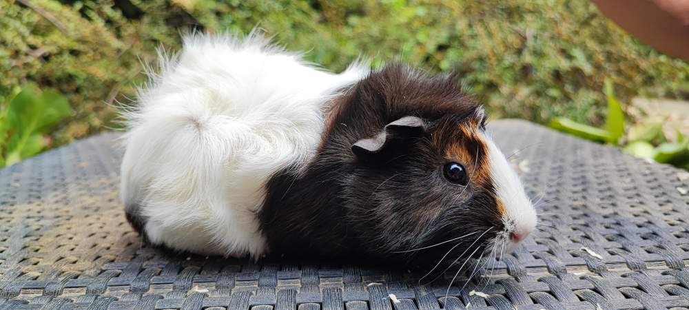 Guinea pig Breeder Cavia porcellus 