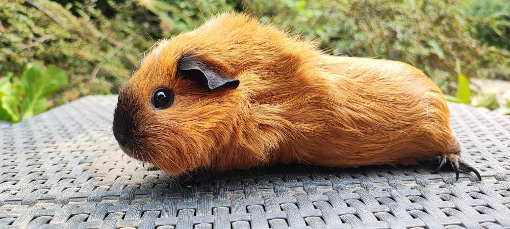 Guinea pig Breeder Cavia porcellus 