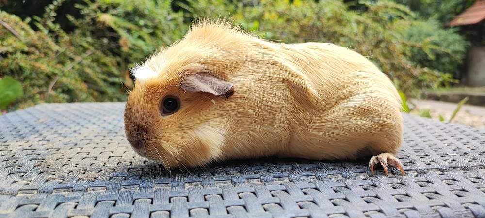 Guinea pig Breeder Cavia porcellus 