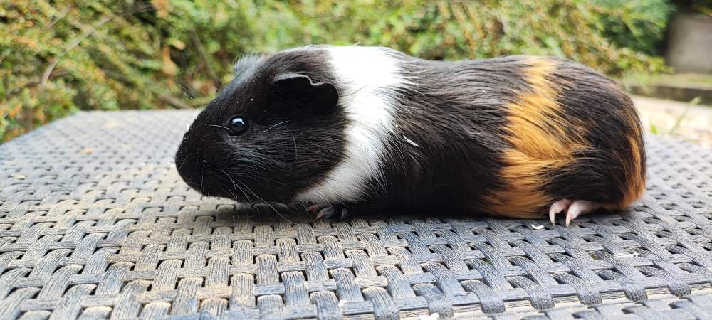 Guinea pig Breeder Cavia porcellus 