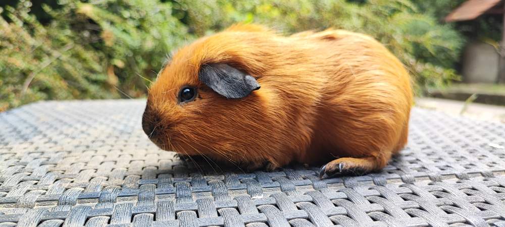 Guinea pig Breeder Cavia porcellus 