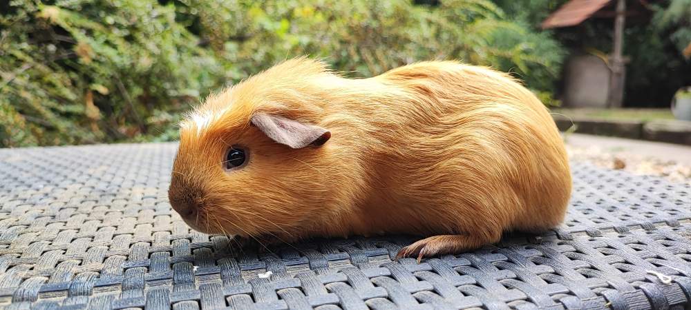 Guinea pig Breeder Cavia porcellus 