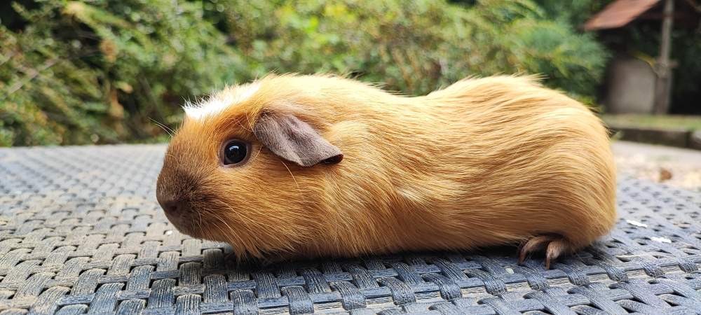 Guinea pig Breeder Cavia porcellus 