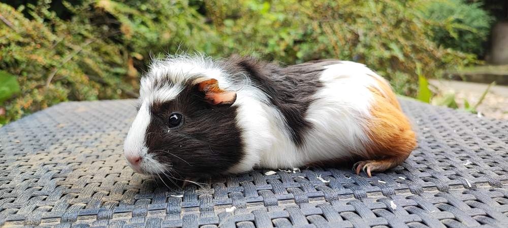 Guinea pig Breeder Cavia porcellus 