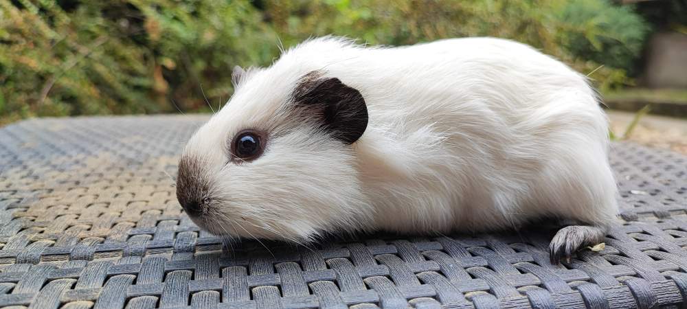 Guinea pig Breeder Cavia porcellus 