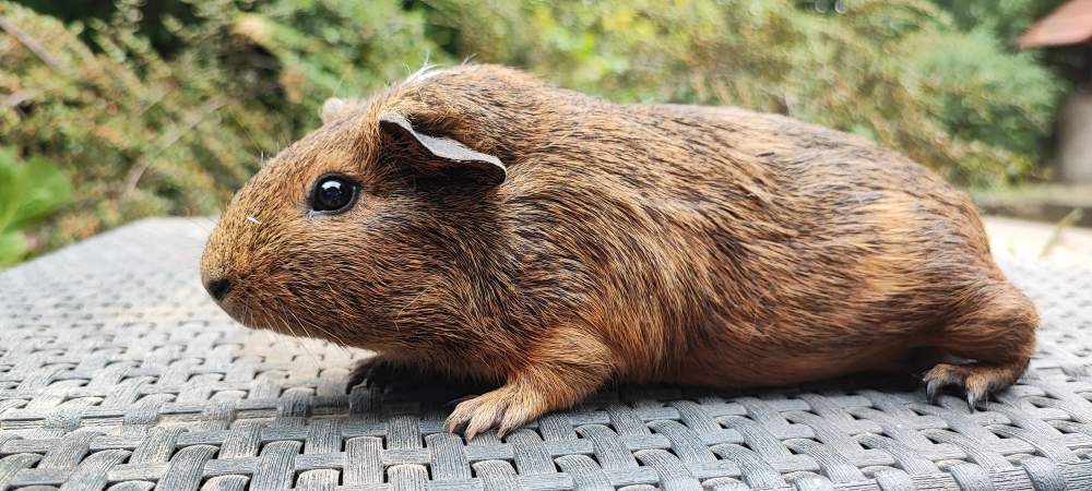 Guinea pig Breeder Cavia porcellus 