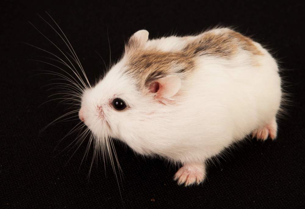 Roborovski dwarf hamster Available for rehoming Phodopus roborovskii Hungary, Budapest