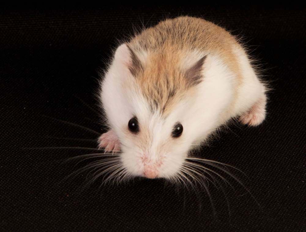 Roborovski dwarf hamster Available for rehoming Phodopus roborovskii Hungary, Budapest