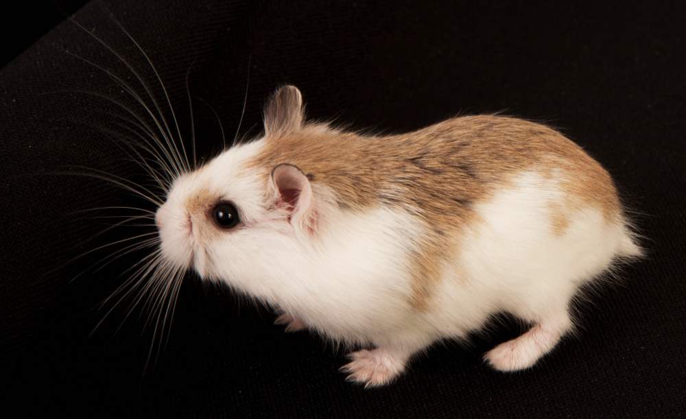 Roborovski dwarf hamster Available for rehoming Phodopus roborovskii Hungary, Budapest