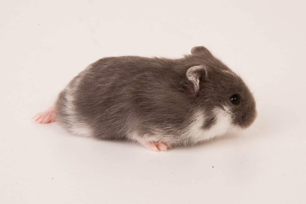 Campbells dwarf hamster Breeder Phodopus campbelli Hungary, Budapest