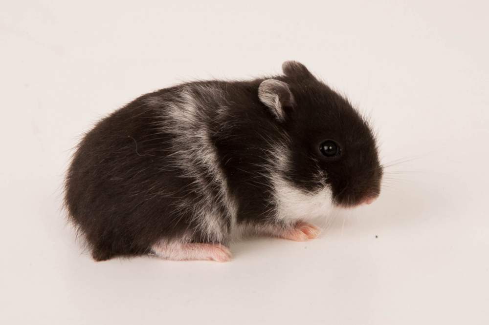 Campbells dwarf hamster Breeder Phodopus campbelli Hungary, Budapest