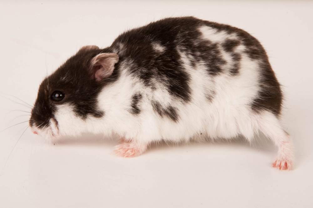 Campbells dwarf hamster Breeder Phodopus campbelli Hungary, Budapest