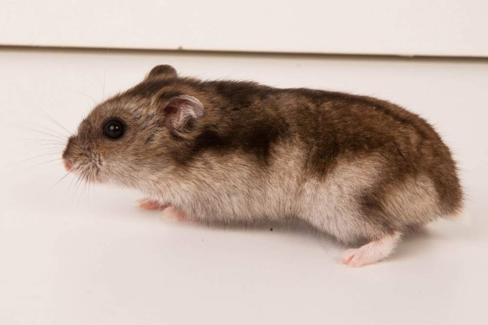 Campbells dwarf hamster Breeder Phodopus campbelli Hungary, Budapest