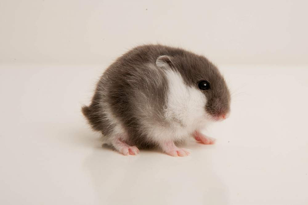 Winter white dwarf hamster Breeder Phodopus sungorus sungorus Hungary, Budapest