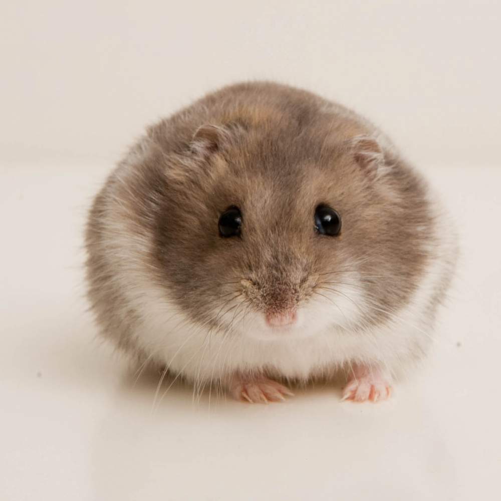 Winter white dwarf hamster Breeder Phodopus sungorus sungorus Hungary, Budapest