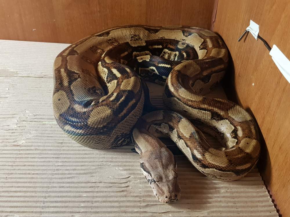 Boa constrictor Breeder Boa constrictor Hungary, Felsopakony