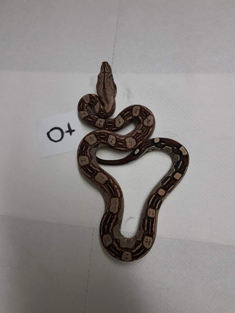 Boa constrictor Available for rehoming Boa constrictor 