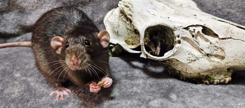 Fancy rat Breeder Rattus norvegicus 
