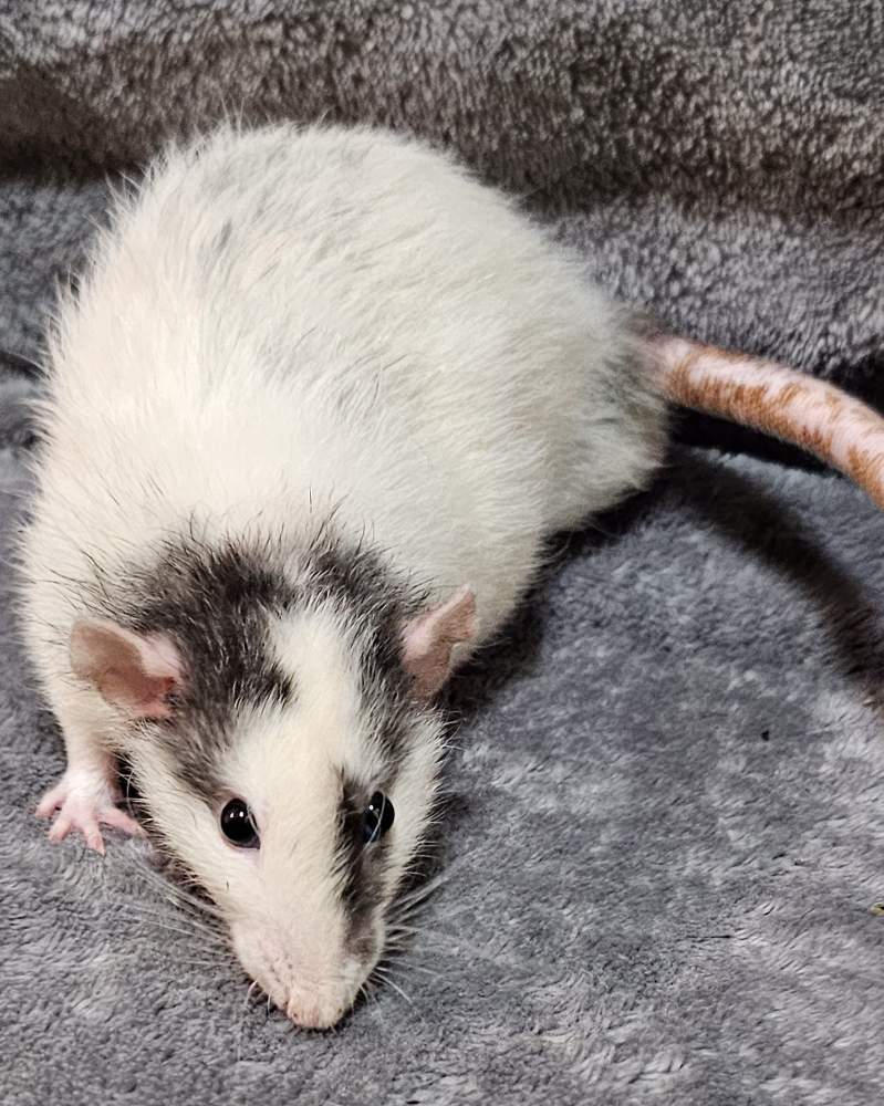 Fancy rat Breeder Rattus norvegicus 