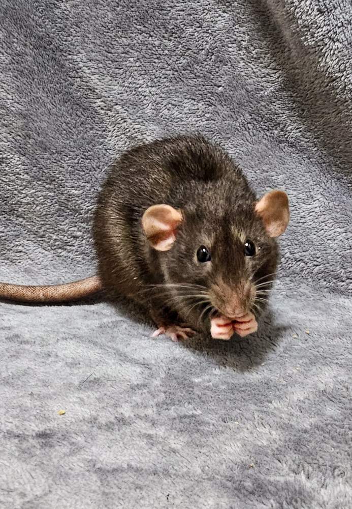 Fancy rat Breeder Rattus norvegicus 