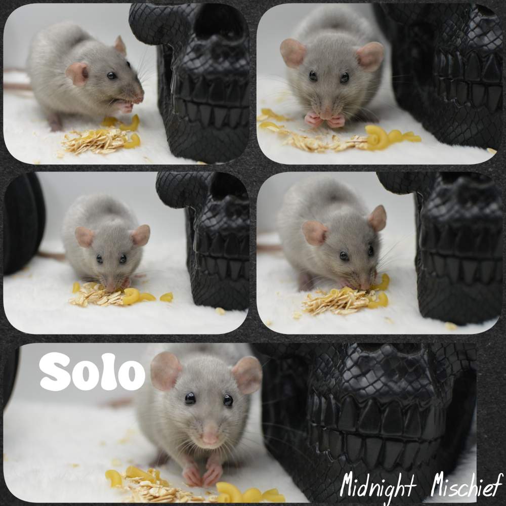 Fancy rat Breeder Rattus norvegicus 